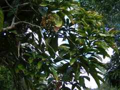 Cola acuminata
