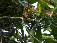 Cola acuminata
