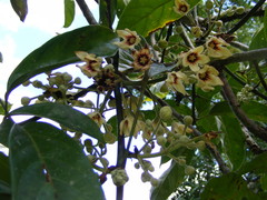 Cola acuminata