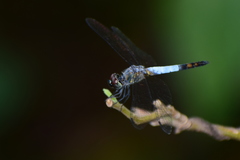Brachydiplax sobrina