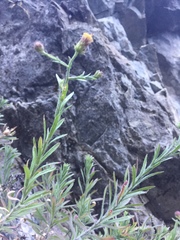 Erigeron petrophilus