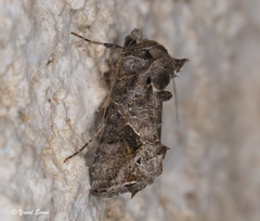 Ctenoplusia accentifera