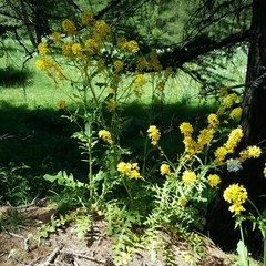 Sisymbrium austriacum