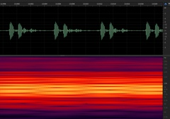 Diceroprocta eugraphica
