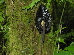 Anthurium caramantae