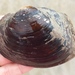 Tampico Pearly Mussel - Photo (c) Virginia Sanders, some rights reserved (CC BY-NC), uploaded by Virginia Sanders
