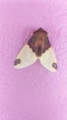 Amaxia apyga