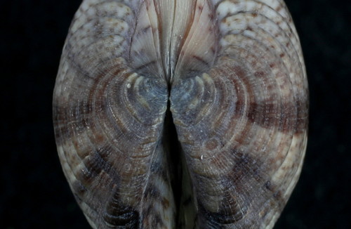 Iliochione subrugosa