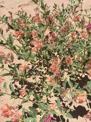 Tripterocalyx carneus