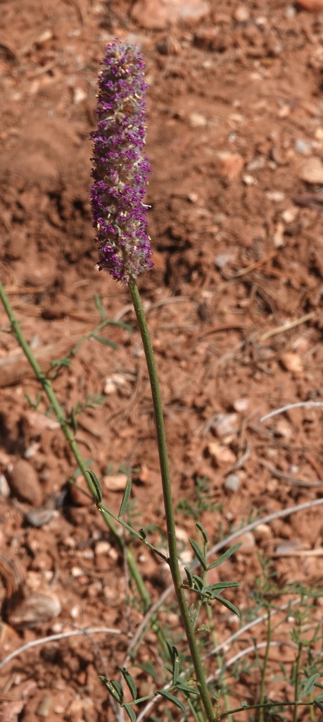Searls' prairie clover (Dalea searlsiae)