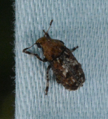 Euparius