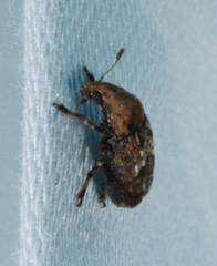 Euparius