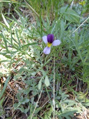 Viola beckwithii
