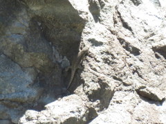 Liolaemus valdesianus