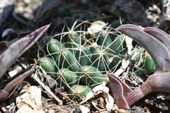 Mammillaria paulii