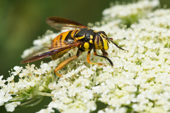 Spilomyia alcimus