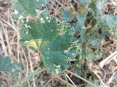 Malva sylvestris