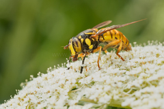 Spilomyia alcimus