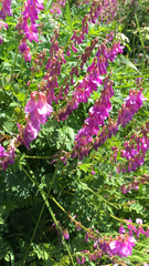 Hedysarum occidentale