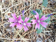 Malva sylvestris