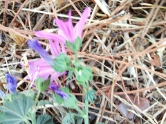 Malva sylvestris