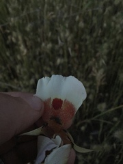 Calochortus vestae