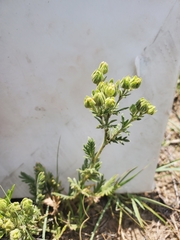 Potentilla pensylvanica pensylvanica