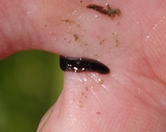 Continenticola