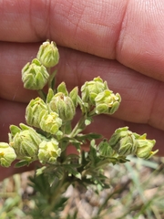 Potentilla pensylvanica pensylvanica