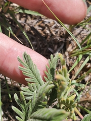 Potentilla pensylvanica pensylvanica