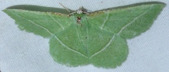 Dichorda rectaria