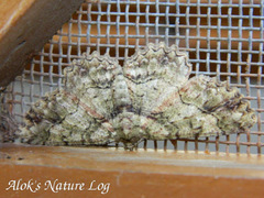 Paradarisa comparataria