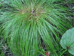 Carex bromoides