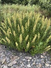 Artemisia tilesii