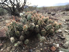 Corynopuntia