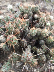 Corynopuntia
