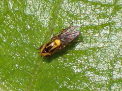 Chlorops