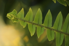Nephrolepis flexuosa