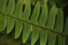 Nephrolepis flexuosa