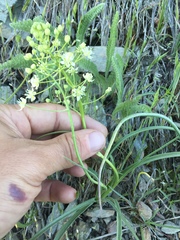 Toxicoscordion micranthum