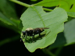 Laphria divisor