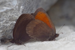 Erebia pluto