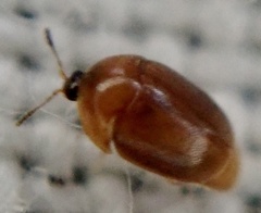 Sericoderus