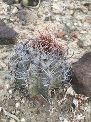 Astrophytum capricorne