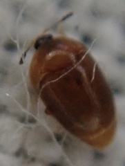 Sericoderus