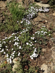 Phlox condensata