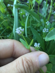 Plectritis congesta brachystemon