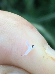 Plectritis congesta brachystemon