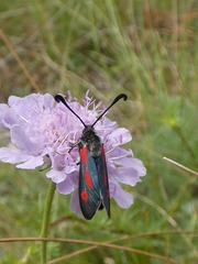 Zygaena sarpedon
