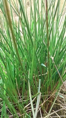 Juncus conglomeratus